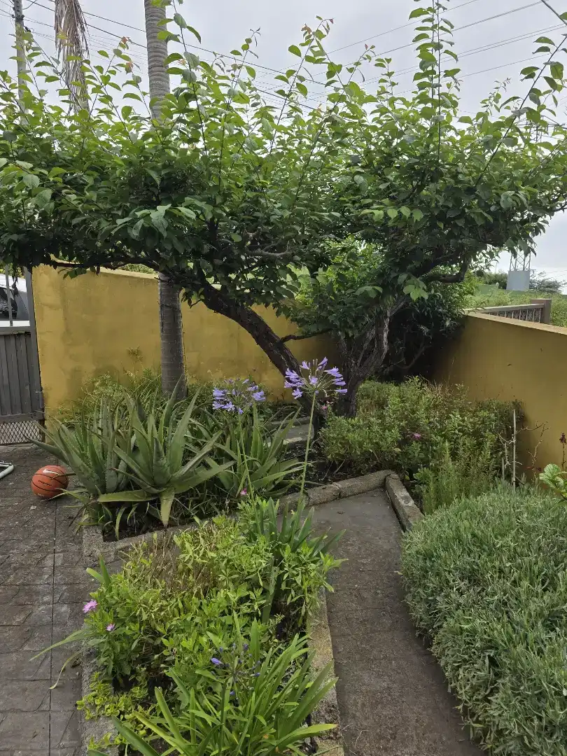Jardí de Casa o xalet en venda en Tacoronte amb Balcó