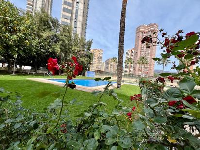 Jardí de Apartament en venda en Benidorm amb Piscina comunitària