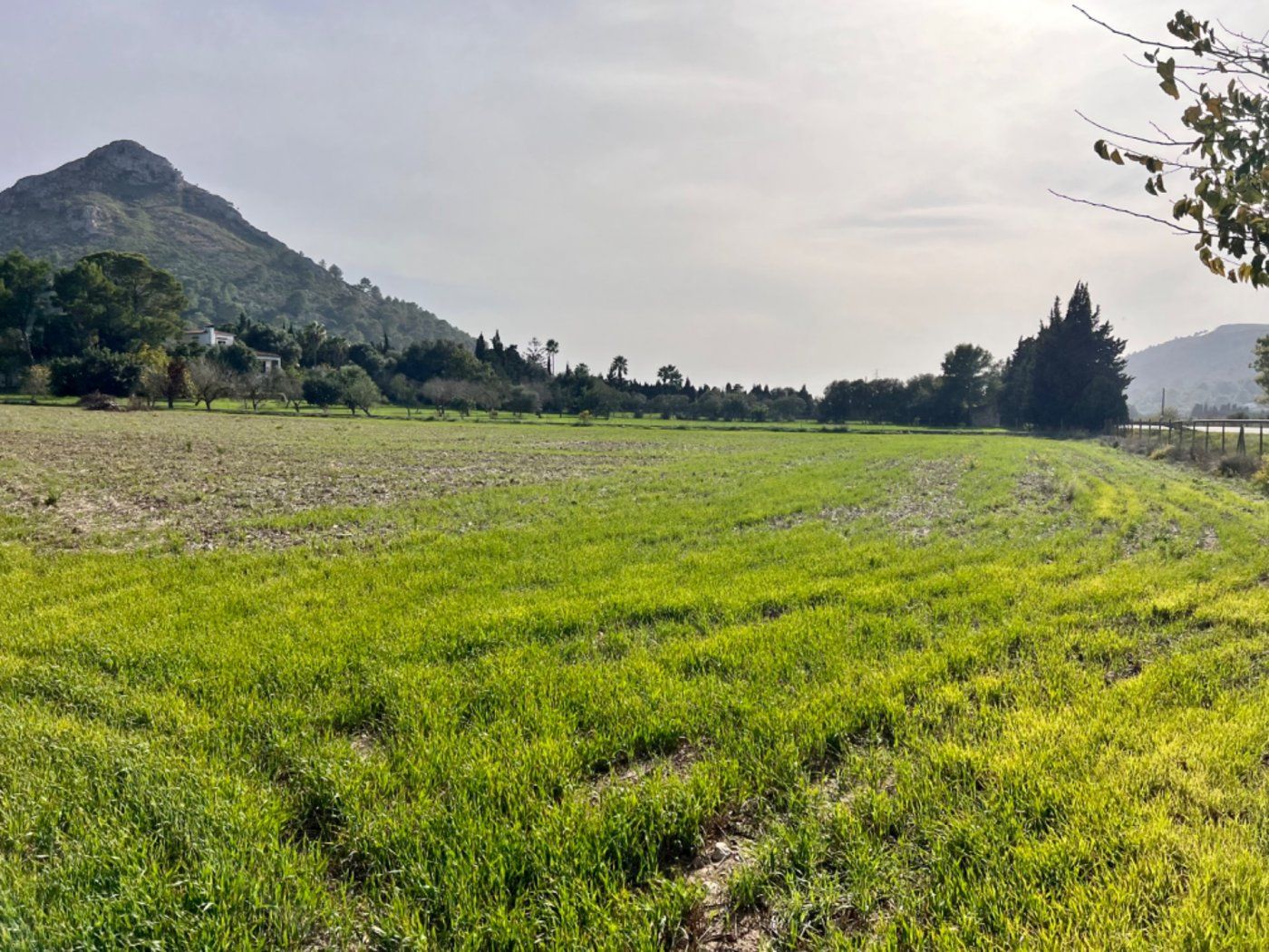 Finca rústica en venta en Alcúdia