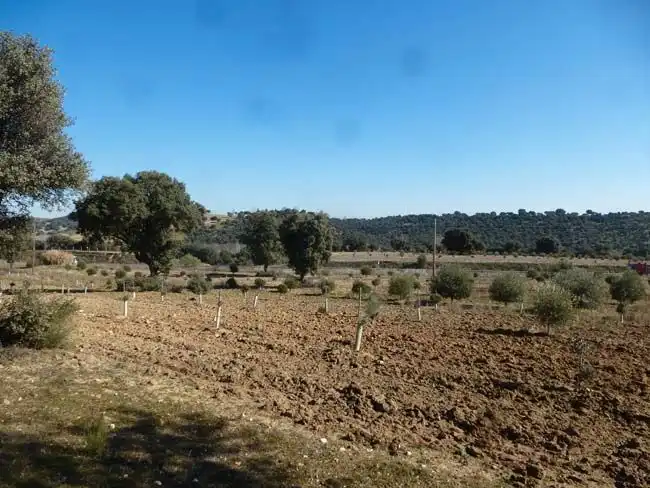 Rural land for sale in Paredes de Escalona, imagen 7