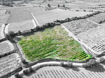 Rustikales Grundstück zum Verkauf in Vell de l'Arboç a Cunit