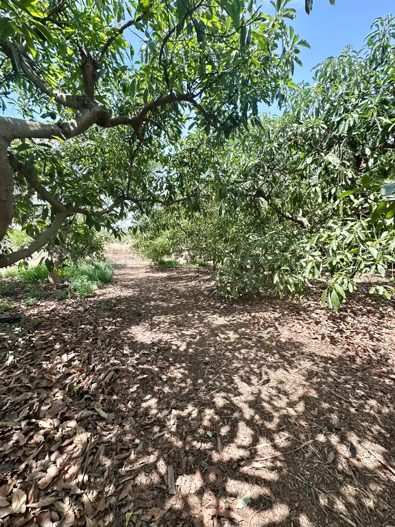 Country homes for sale in Benamocarra  with Private garden, Storage room and Swimming Pool