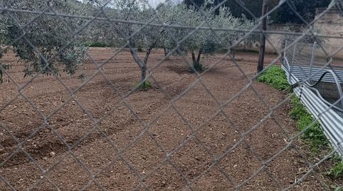 SOLAR DE 1000 METROS CUADRADOS URBANO Y UN TERRENO CERCANO DE 400 METROS CON 26 OLIVERAS, immagine 2