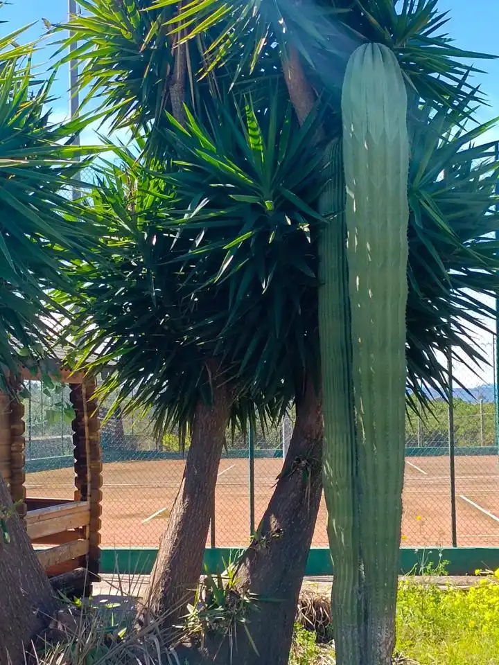 Jardín de Casa o chalet en venta en Benicull de Xúquer con Jardín privado, Terraza y Piscina