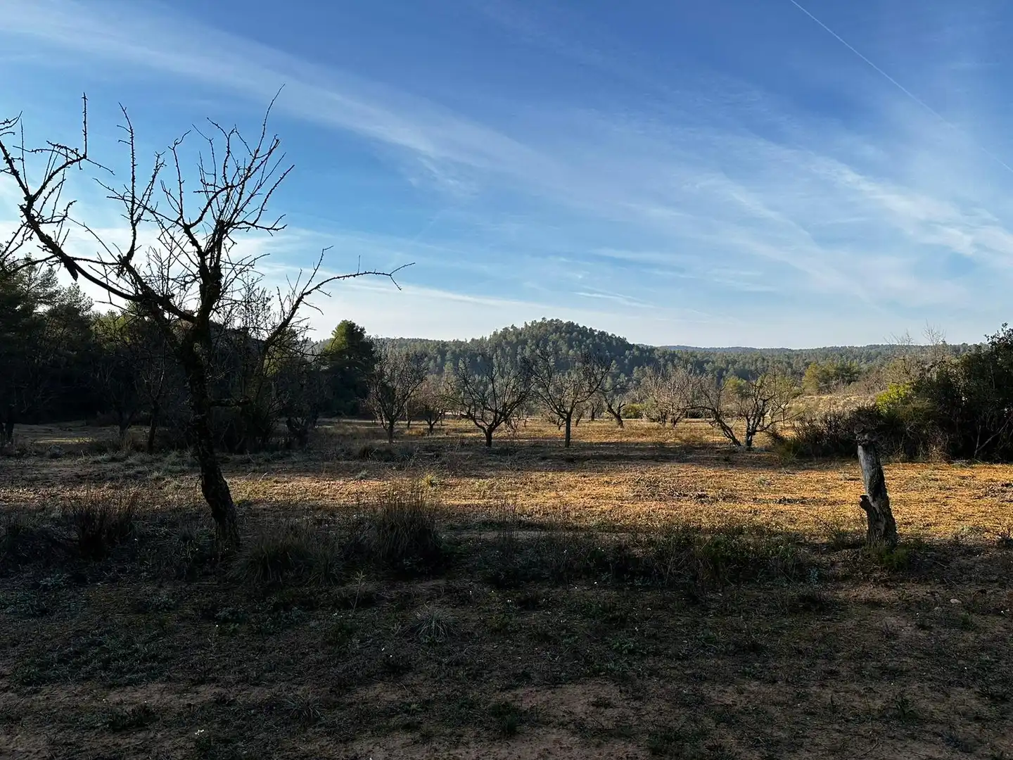 Rural land for sale in Cervià de Les Garrigues, imagen 5
