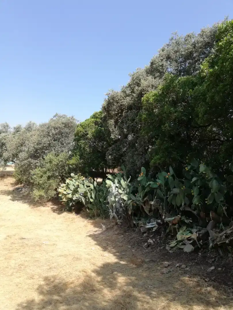 Finca rústica en venda en Plasencia amb Jardí privat, Traster i Piscina