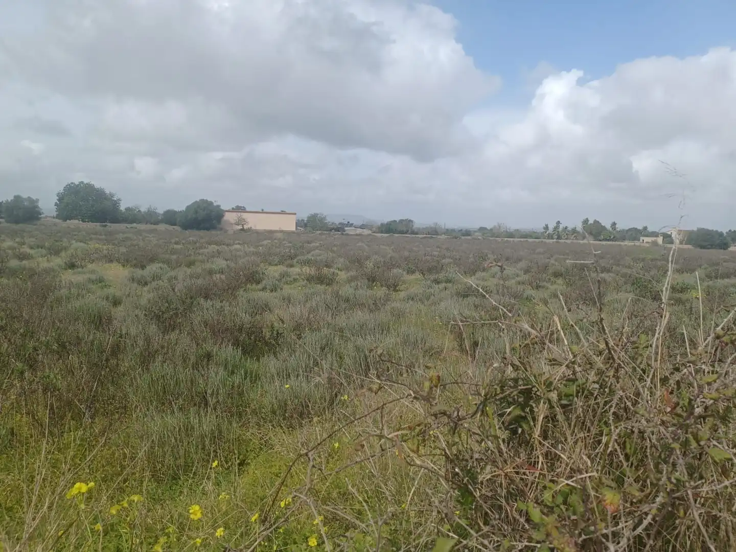 Rural land for sale in Felanitx Poble, imagen 6