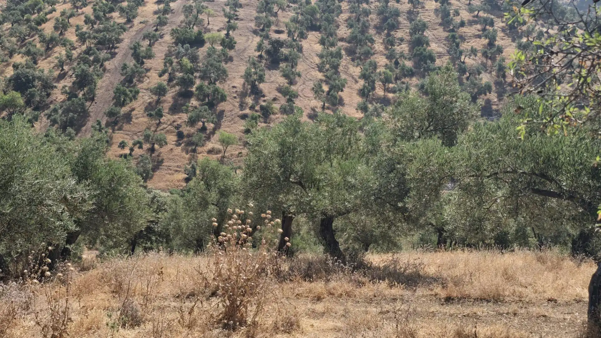 Finca rústica en venta en Pozoblanco