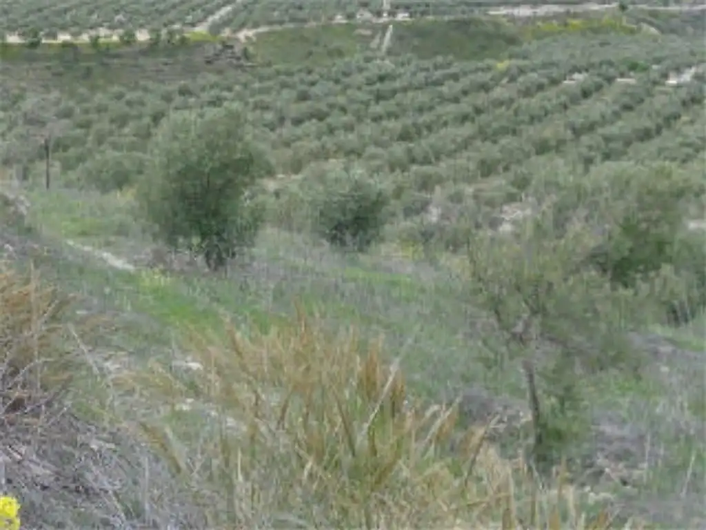 Terreni e lotti in vendita a Quesada, imagen 2