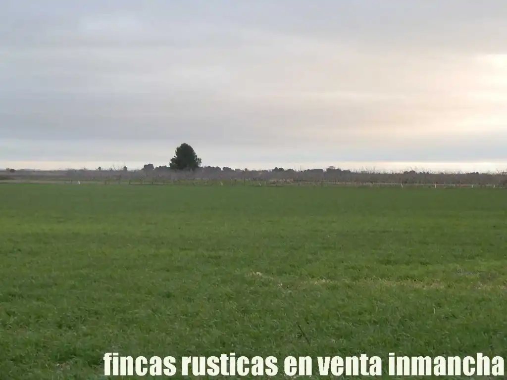 Terreno rústico en venta en Daimiel