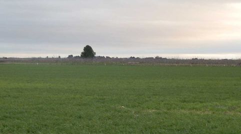 finca en venta 9 has. labor regadío en Daimiel (C.Real)