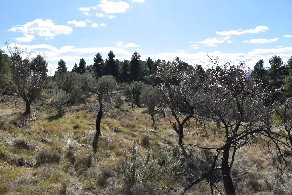 Land for sale in Fuentespalda