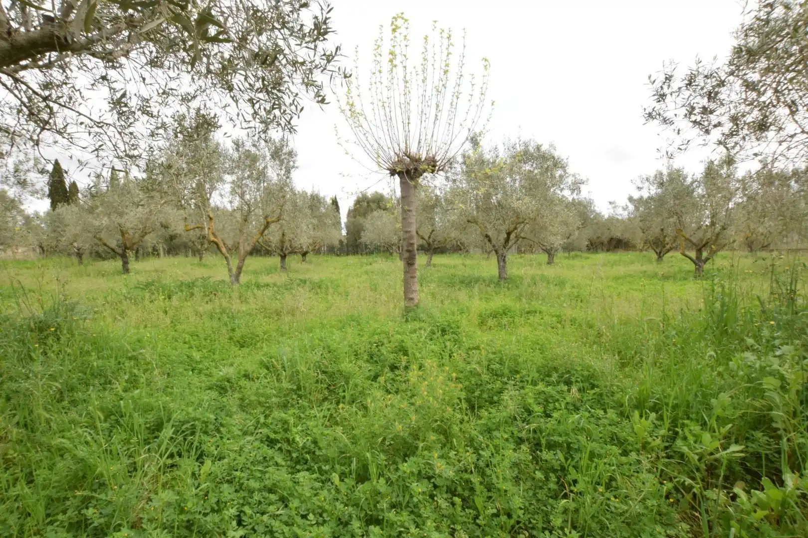 Finca rústica en venta en Santa Eugènia con Jardín privado