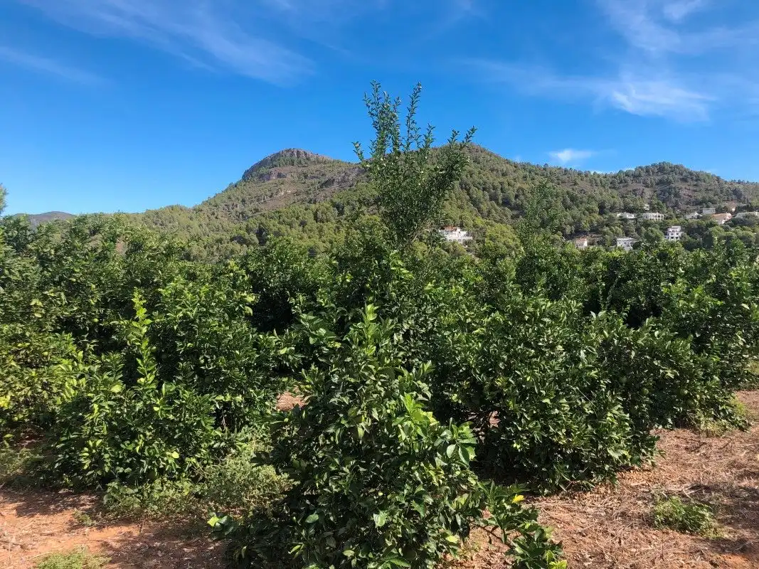 Terreny rústic en venda a Palma de Gandia, imagen 28