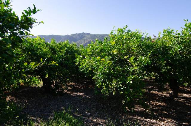 Terreno residencial en Venta en CARRIL DE LOS SAURAS, en Algezares