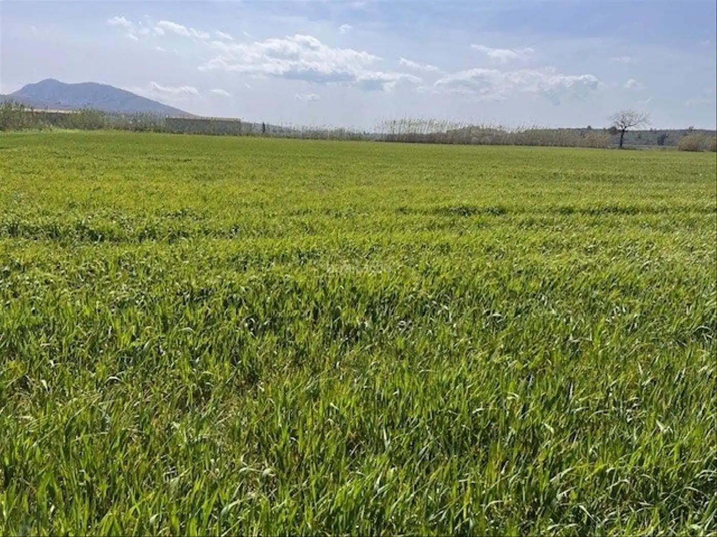 Rural land for sale in Camí Horts de Sant Joan 14, imagen 6