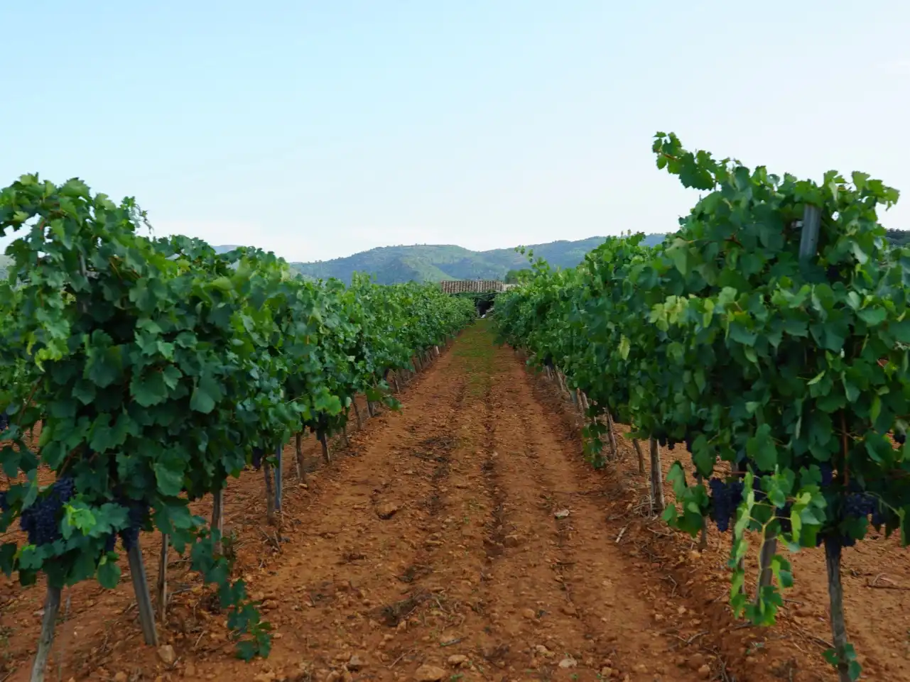 Exterior view of Land for sale in Useras /  Les Useres