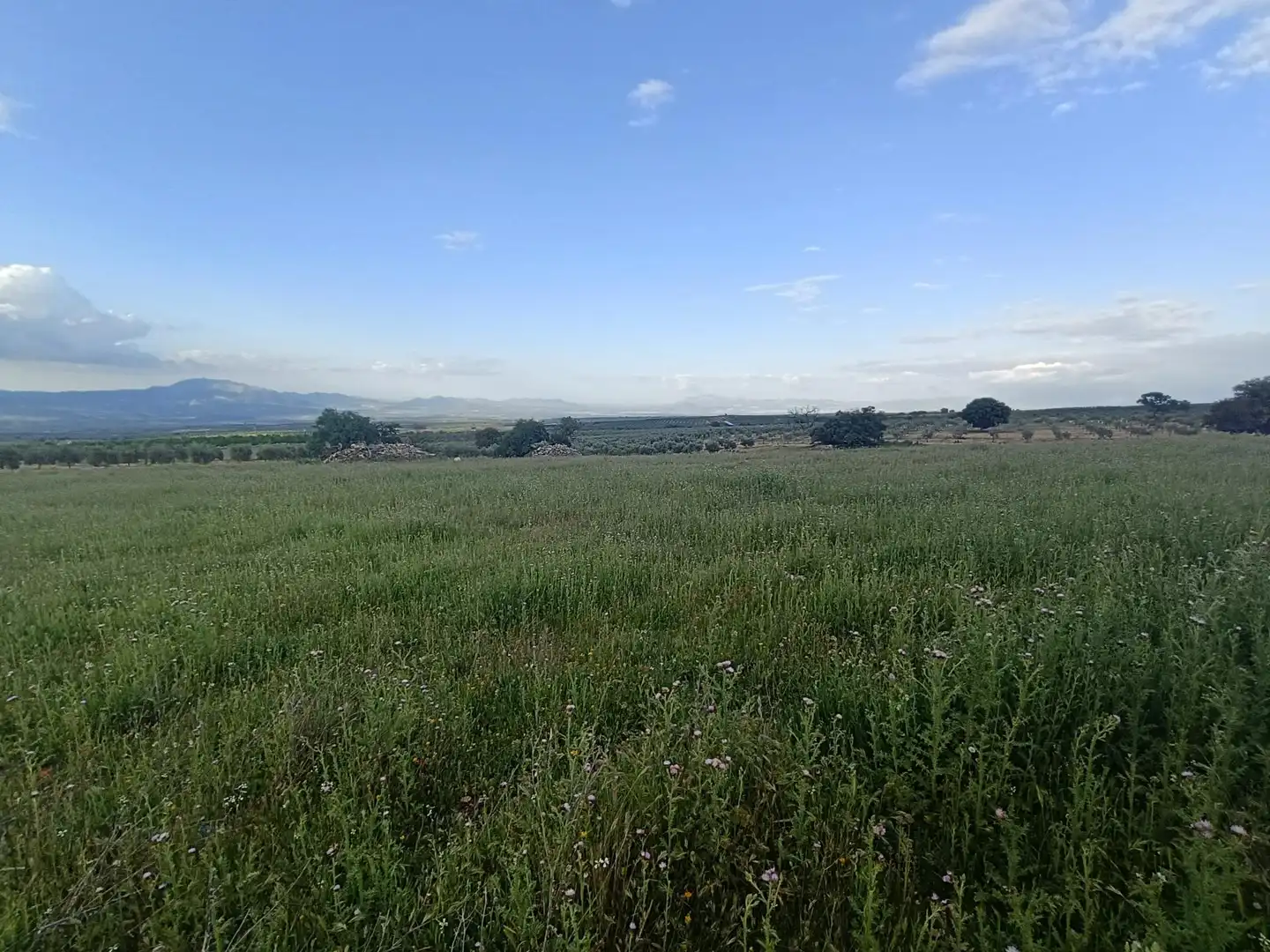 Finca rústica en venta en Salar