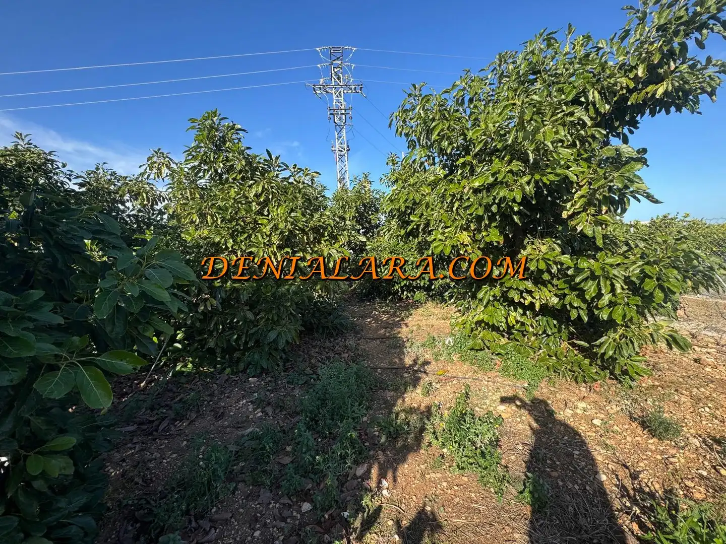 Rural land for sale in Pego, imagen 9