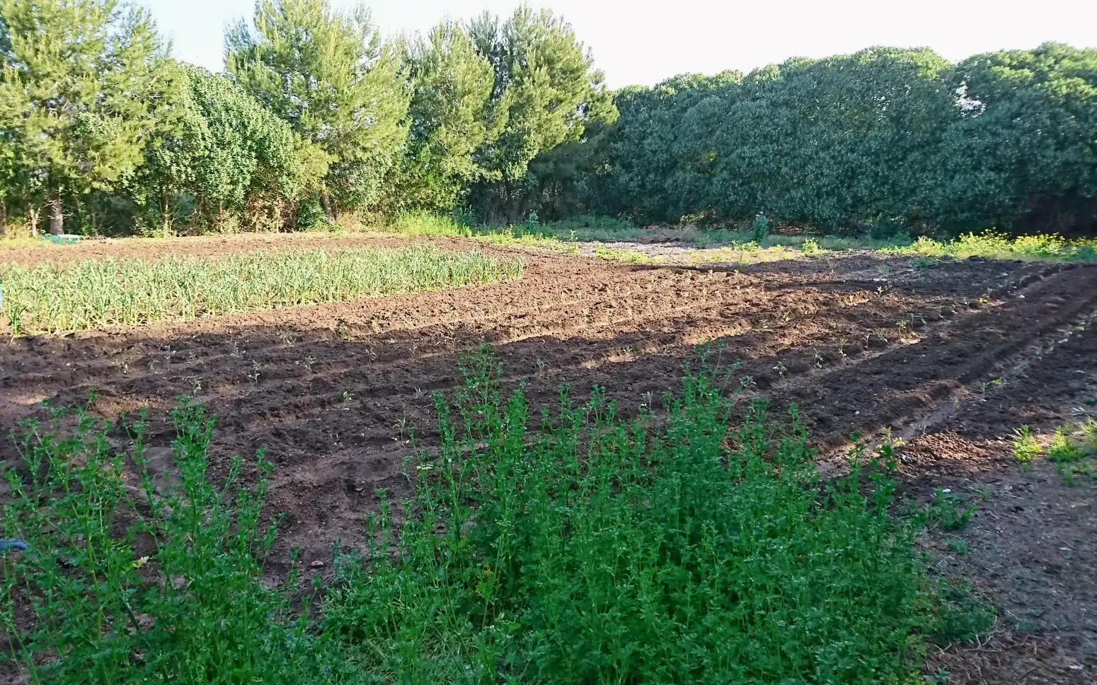 Casa o chalet de alquiler en Sa Pobla con Calefacción, Jardín privado y Terraza