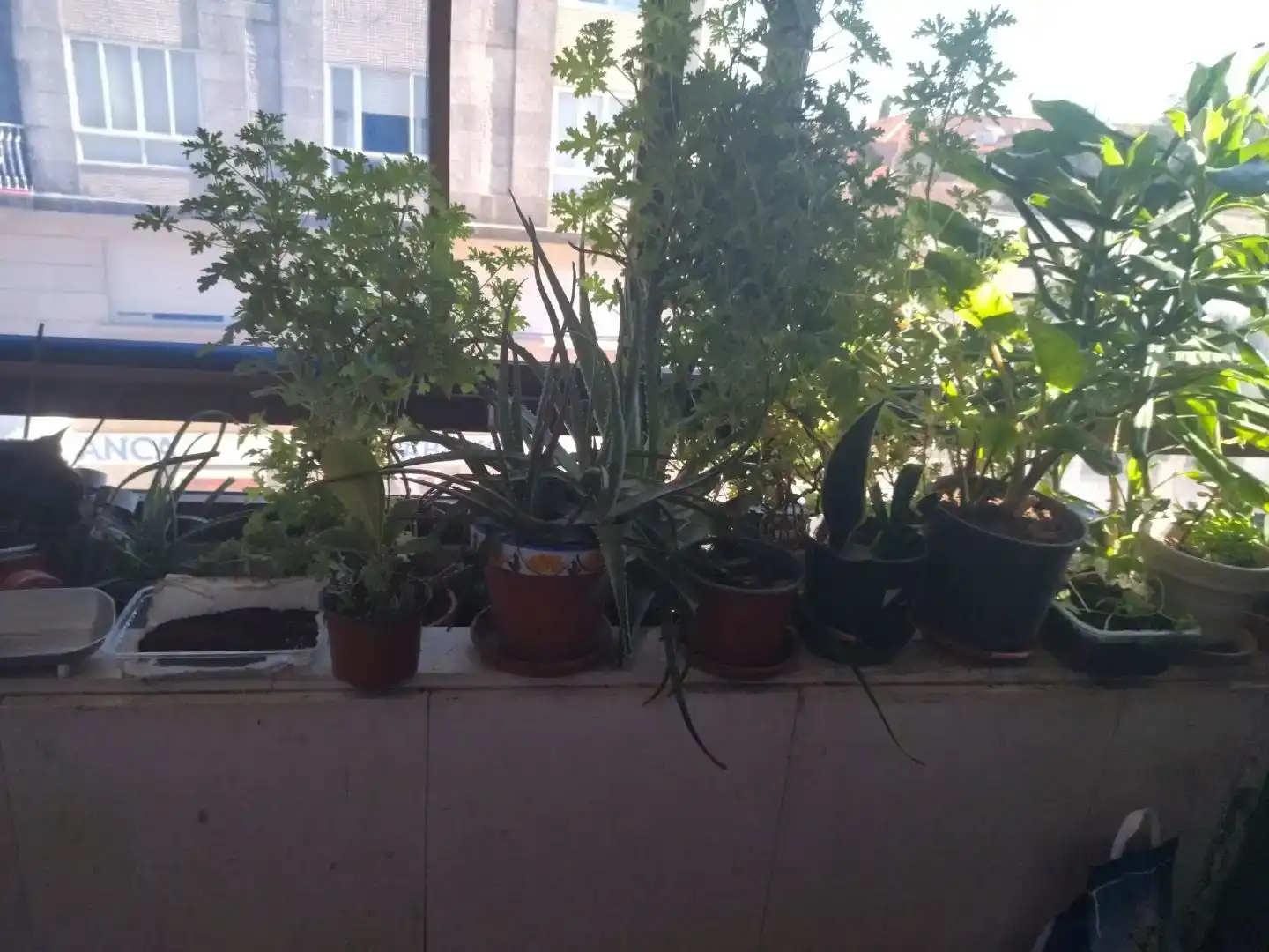 Terrasse von Wohnung zum Verkauf in Tomiño