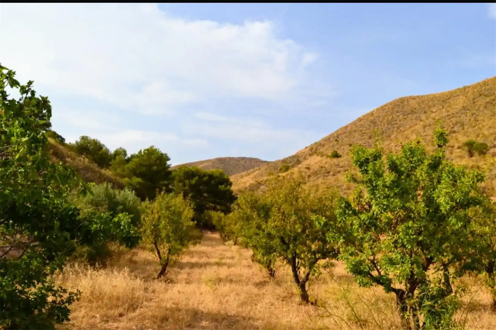 Land for sale in Lorca