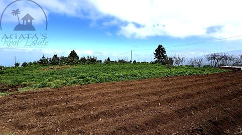 Foto 2 de Finca rústica en venta en La Vega - El Amparo - Cueva del Viento, Icod de los Vinos