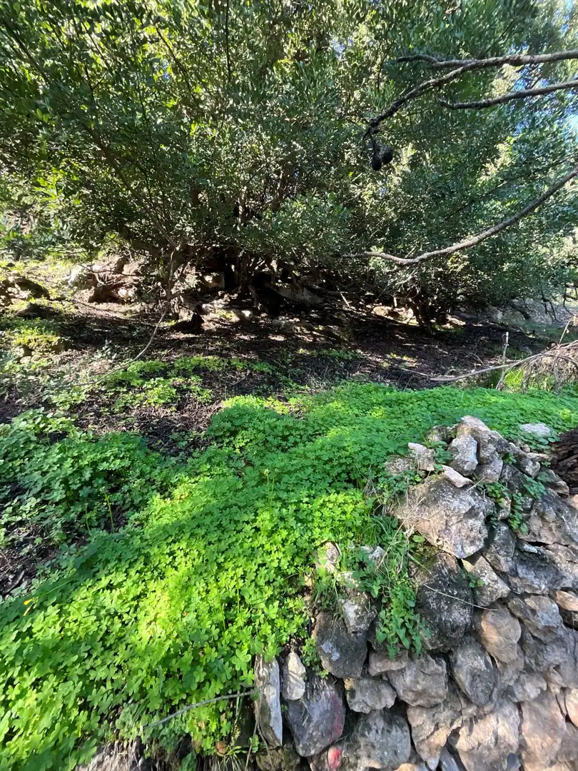 Terreni e lotti in vendita a Solero, imagen 13