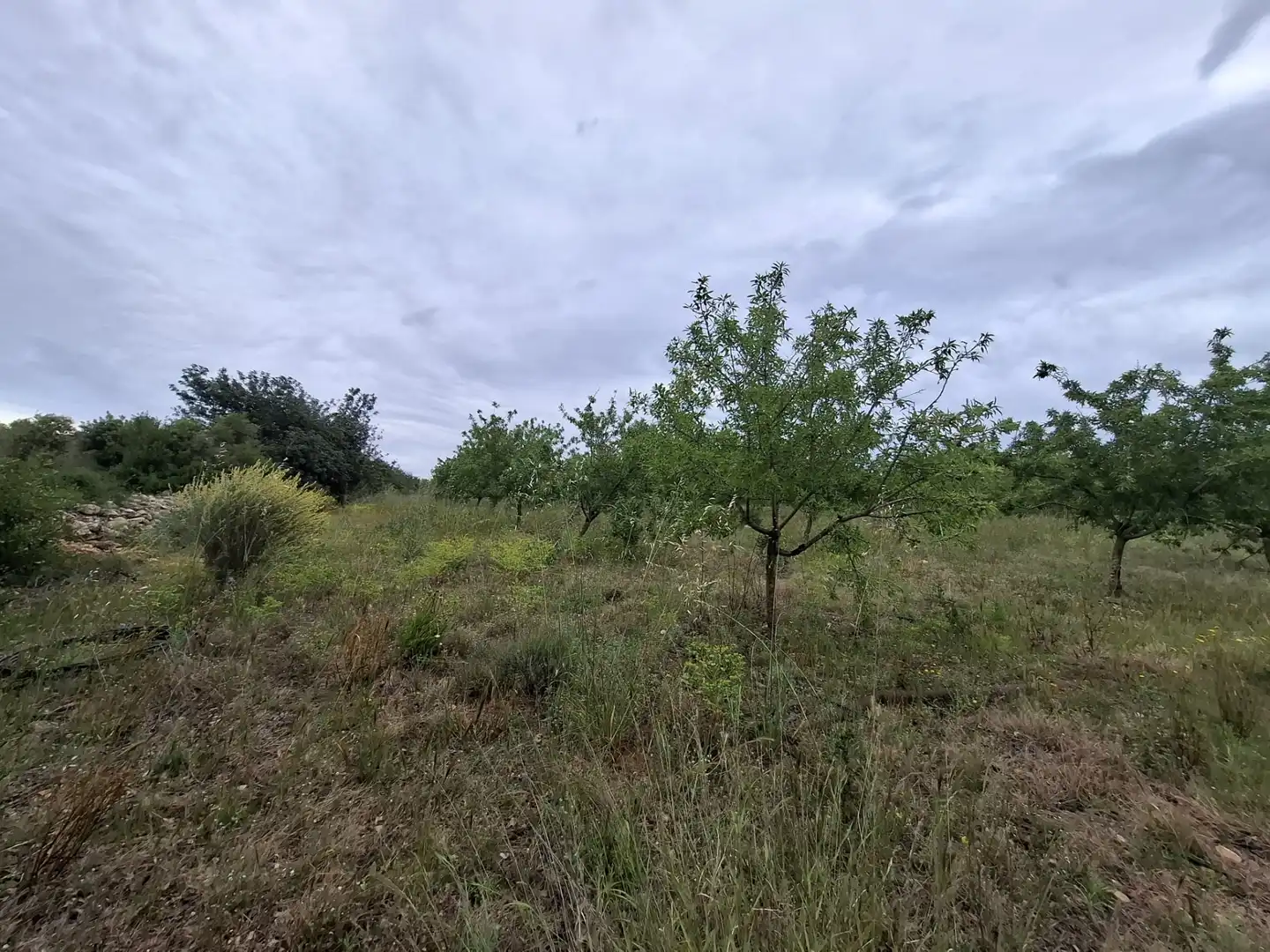 Land for sale in Mont-roig del Camp