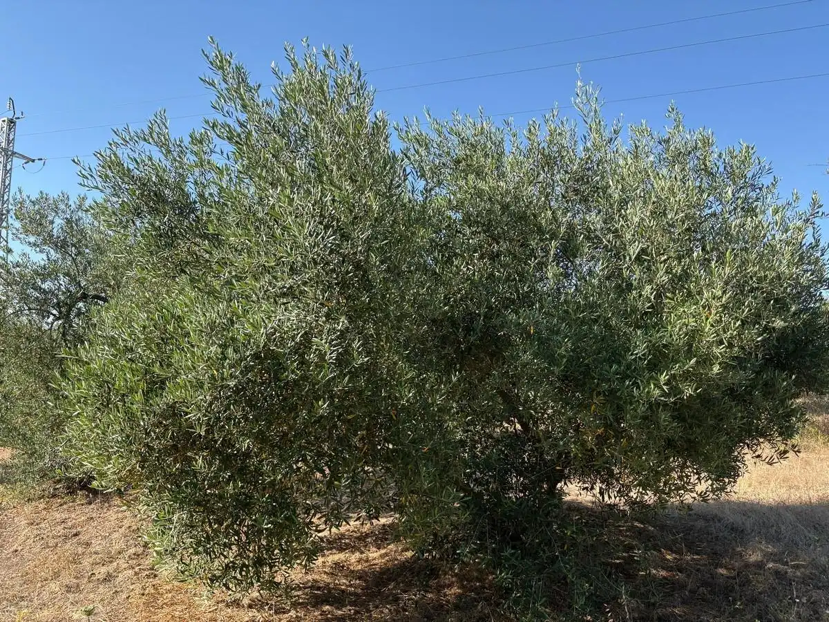 Terreny rústic en venda a Sanlúcar la Mayor, imagen 11