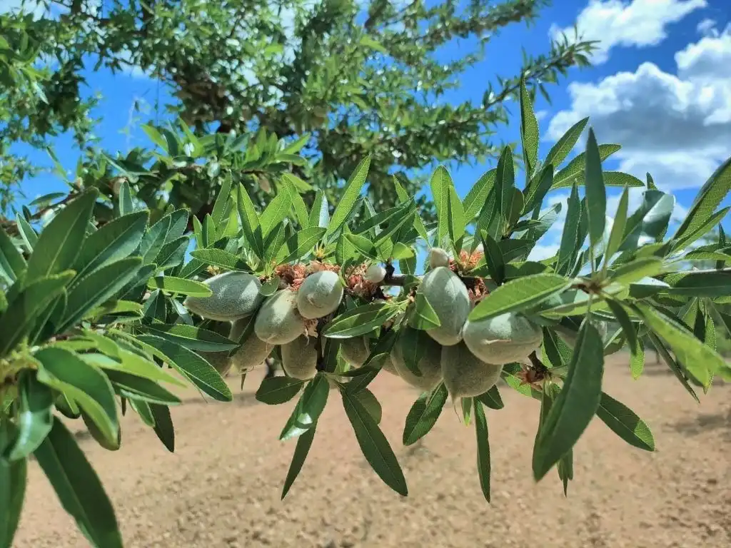 Terreni e lotti in vendita a Arens de Lledó, imagen 7