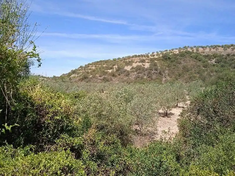 Rural land for sale in Morón de la Frontera, imagen 4