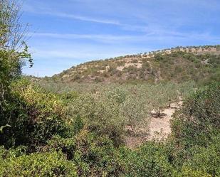 Land for sale in Morón de la Frontera