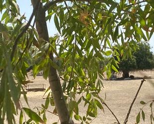 Jardí de Terreny en venda en Oropesa