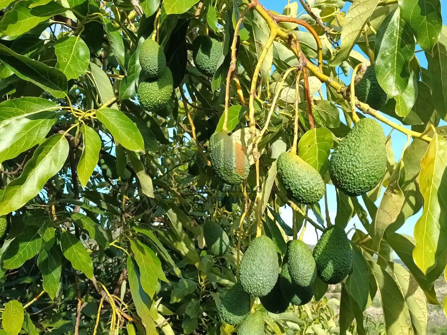 Jardín de Finca rústica en venta en Cútar con Terraza, Trastero y Piscina