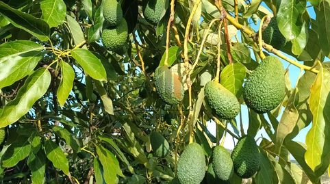 Foto 4 de Finca rústica en venta en N/a, Cútar, Málaga