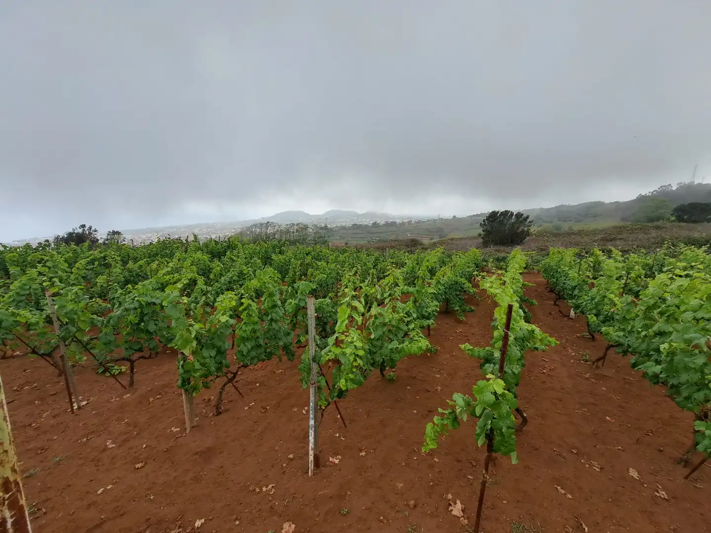 Rural land for sale in El Sauzal, imagen 29