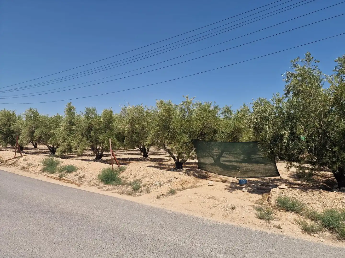 Terreno rustico in vendita a Crevillent, imagen 4
