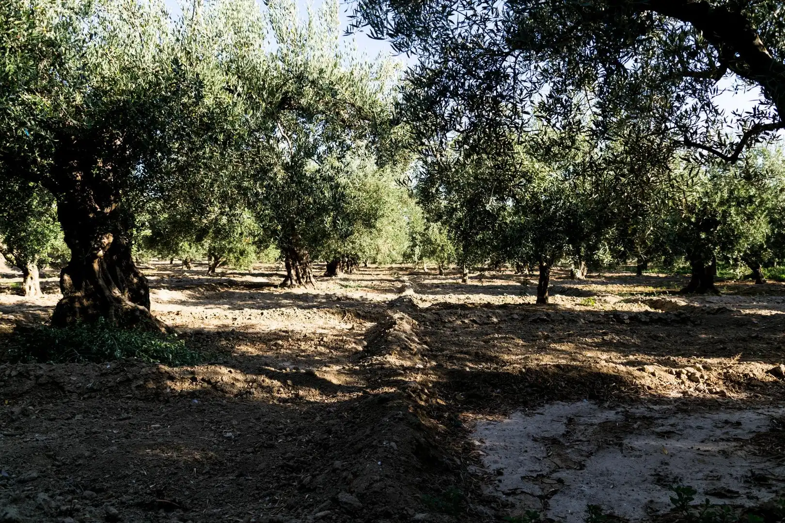 Terreno rustico in vendita a Urbanizacion PAGO VIÑA DEL REY, imagen 9