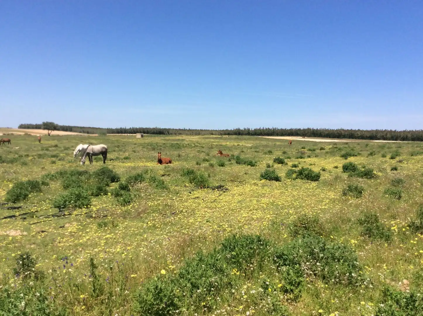 Land for sale in Almonte