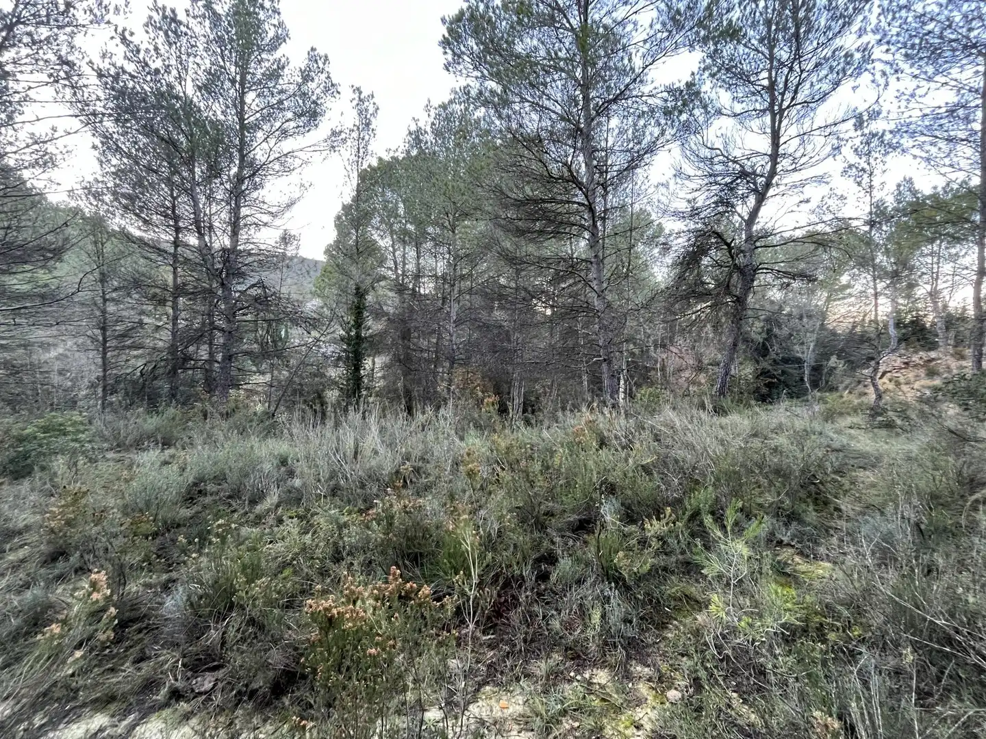 Wohnbaugrundstück zum Verkauf in de Can Prat 61, imagen 3
