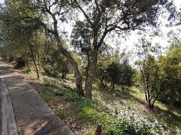 Terrenys i solars en venda a Bescanó