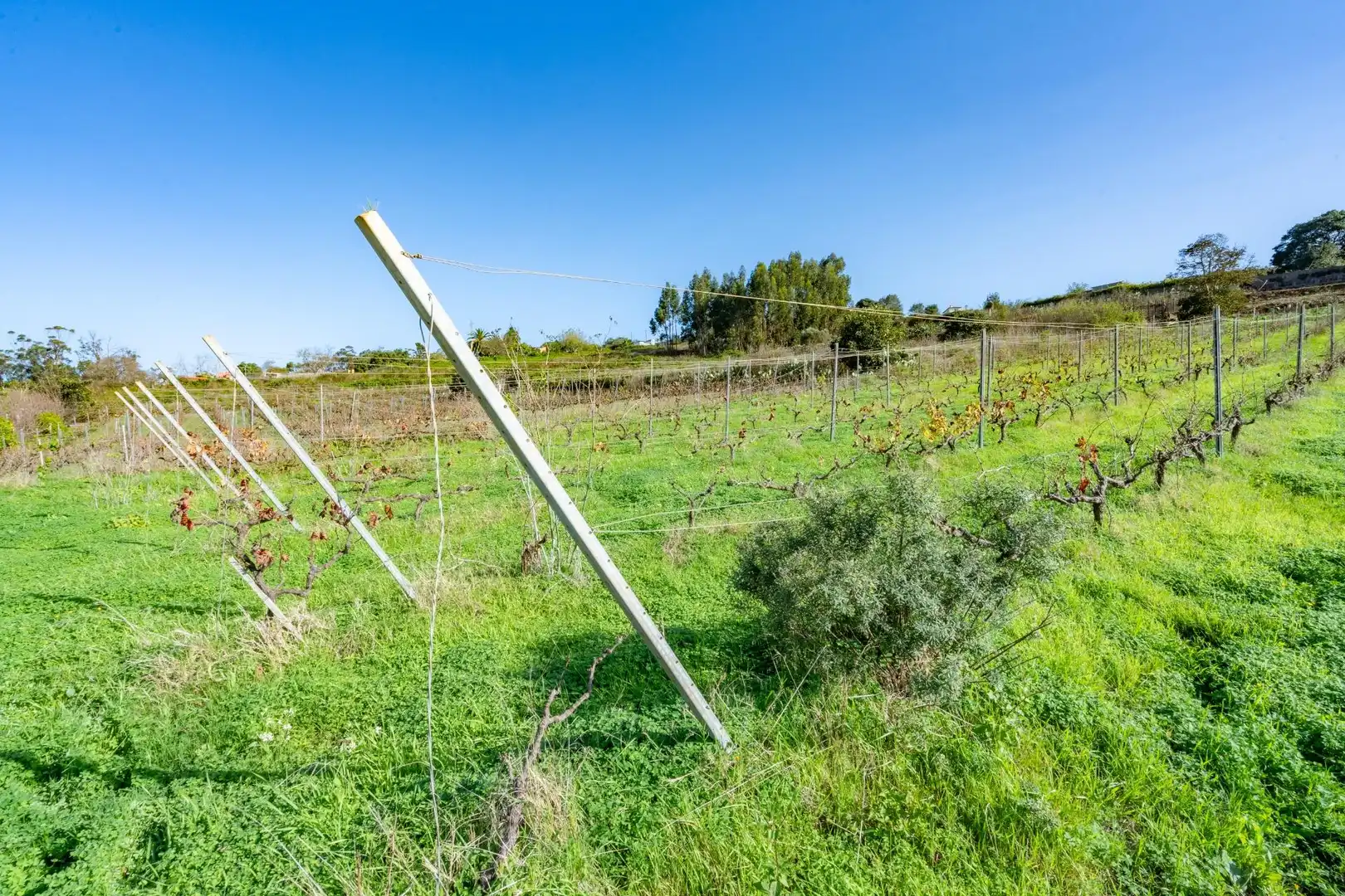 Land for sale in Tacoronte