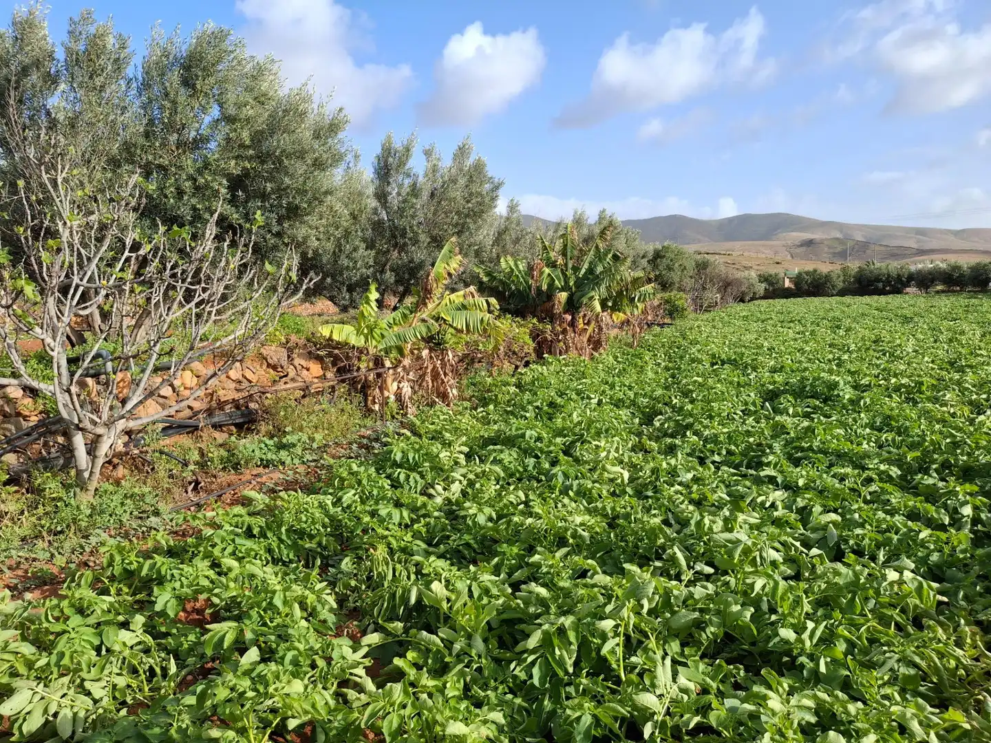 Finca rústica en venda en Pájara amb Jardí privat, Terrassa i Traster