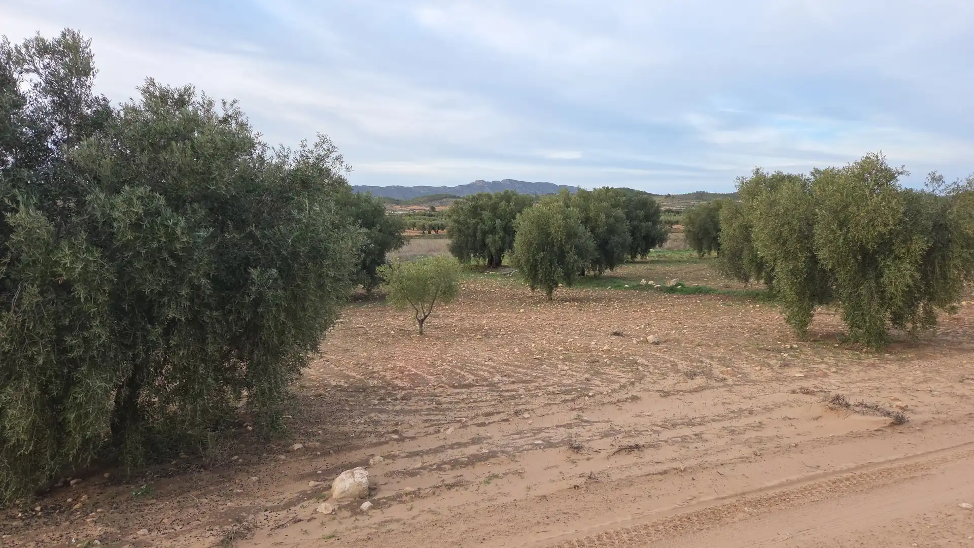 Terreny residencial en venda a Jumilla, imagen 5