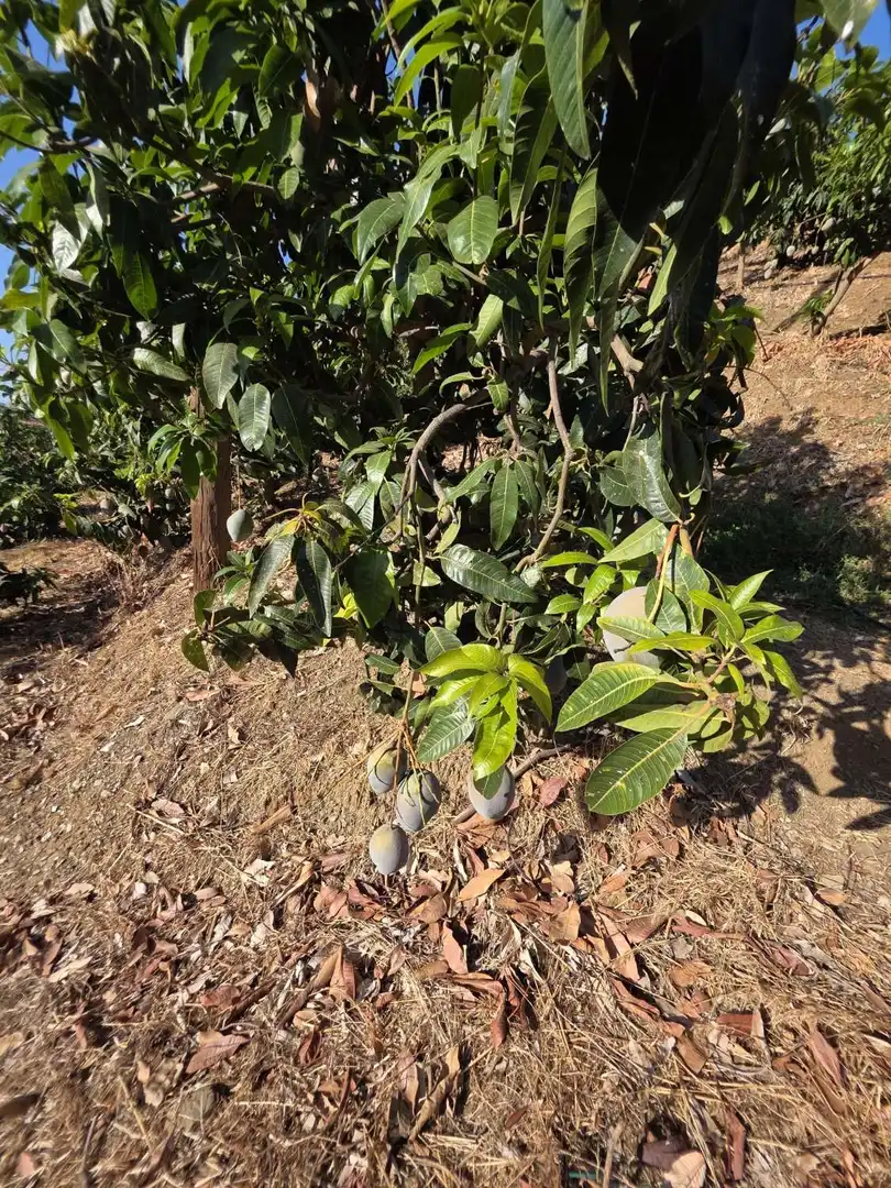 Jardín de Finca rústica en venta en Benamocarra con Terraza y Piscina