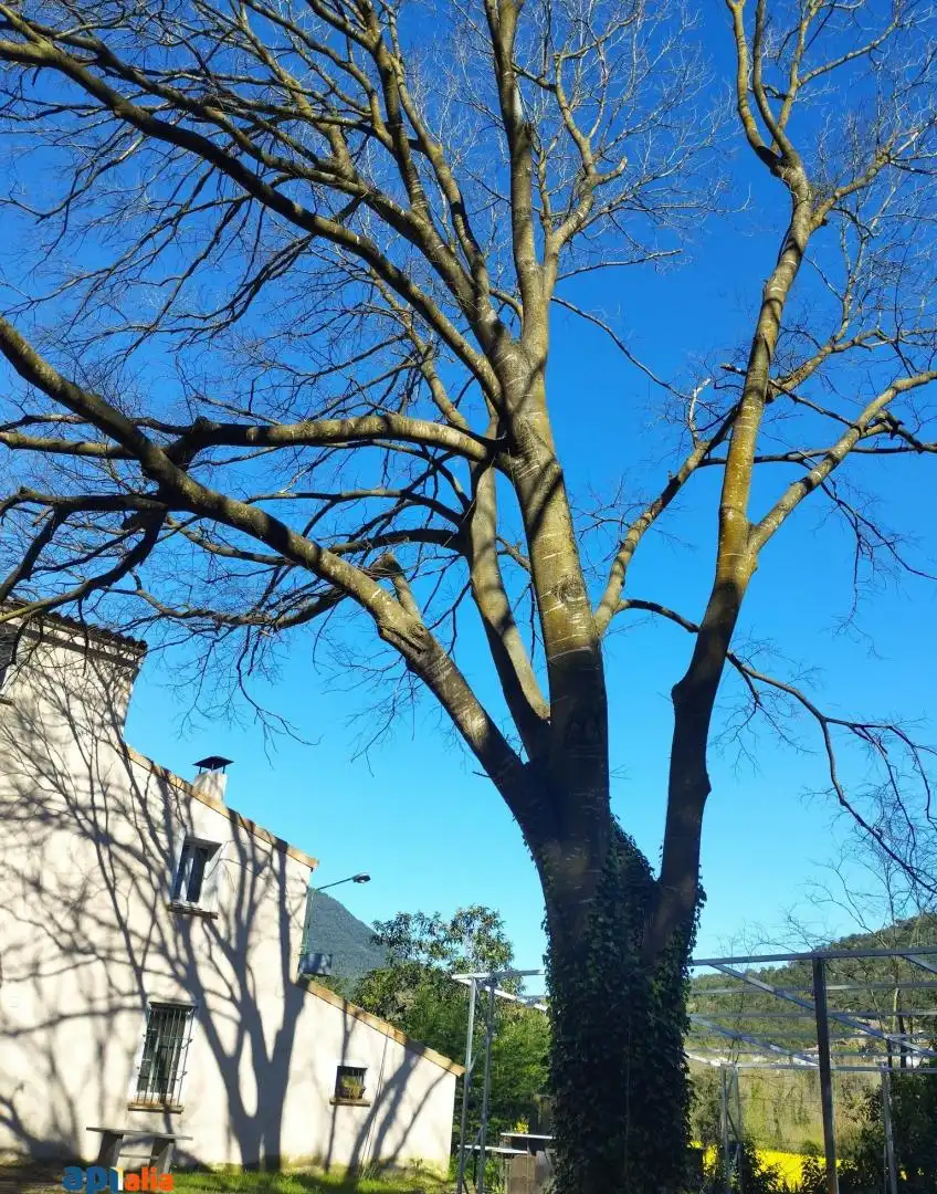 Vista exterior de Finca rústica en venta en Massanes