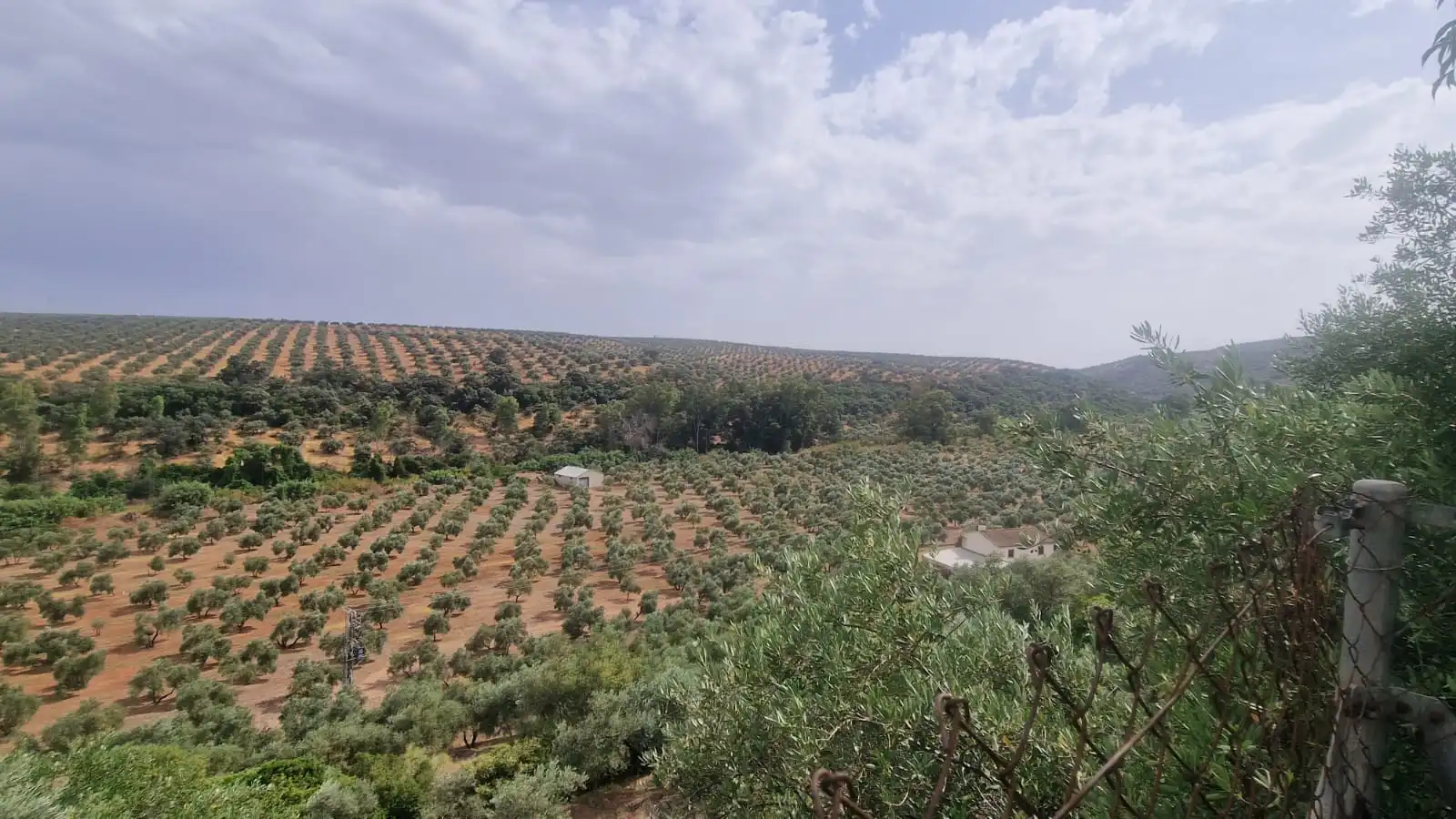 Land for sale in Montoro