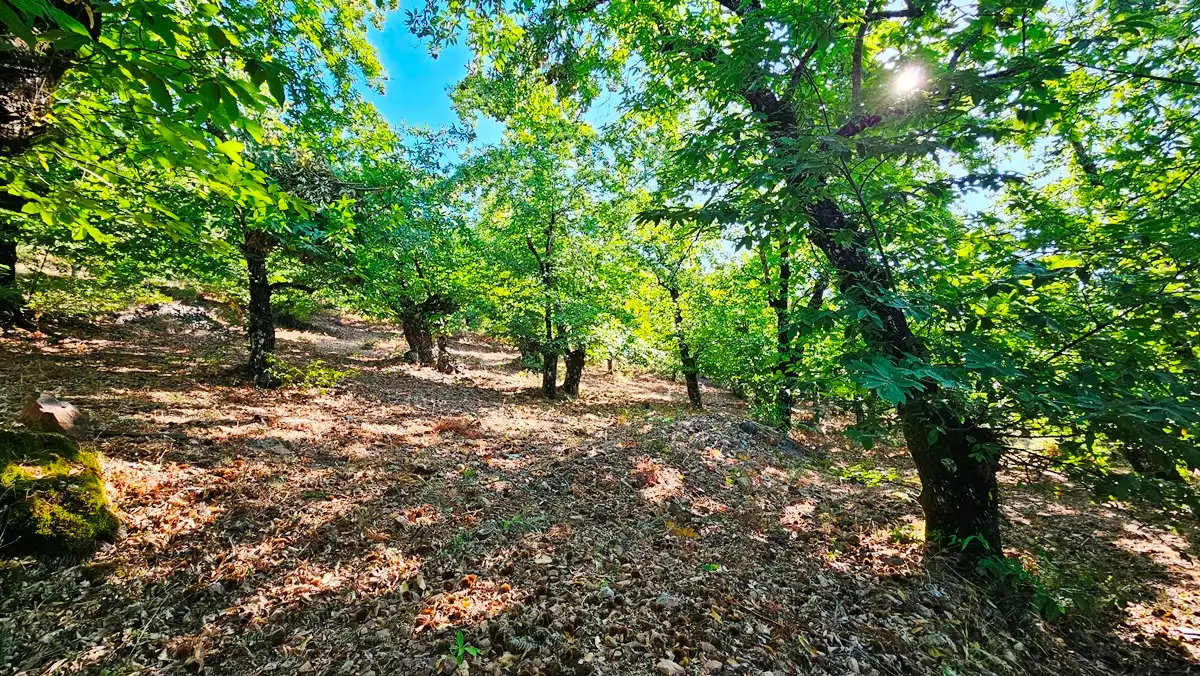 Terreni e lotti in vendita a Castaño del Robledo, imagen 25