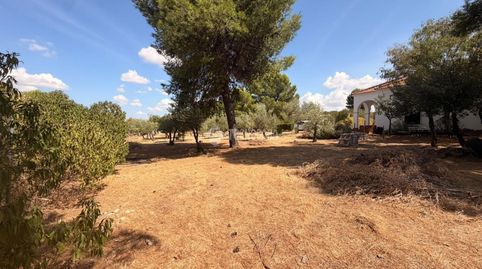 Foto 3 de Finca rústica en venda a El Algarrobo, Osuna, Sevilla